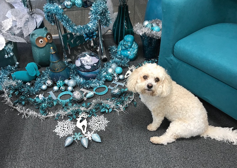 A dog visiting the Tadley SEO Offices.