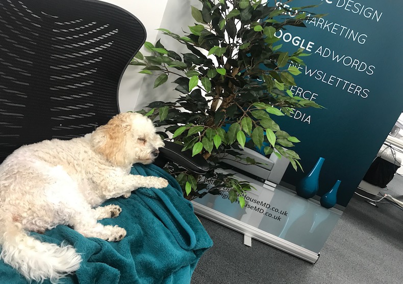 Daisy visiting the Tadley Web Design Office. 